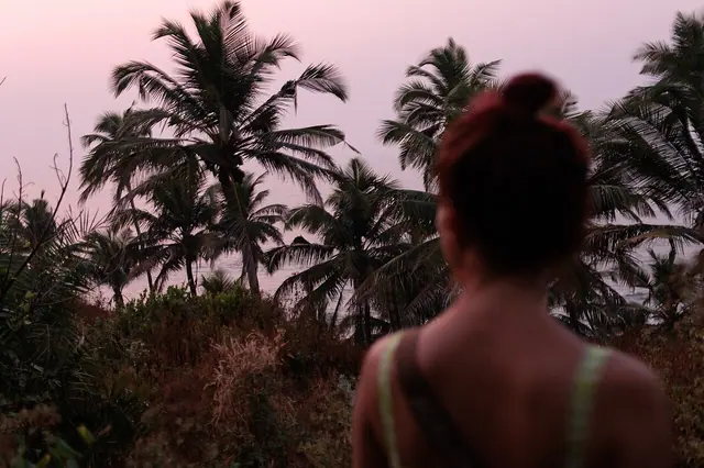 Arecaceae forest, coconut trees in Arambol, the historic party ground between the cliffs and the lake, where the first Arambol trance parties started in the early 1990s. The deep twilight hour before complete darkness. Arambol, Goa, India.